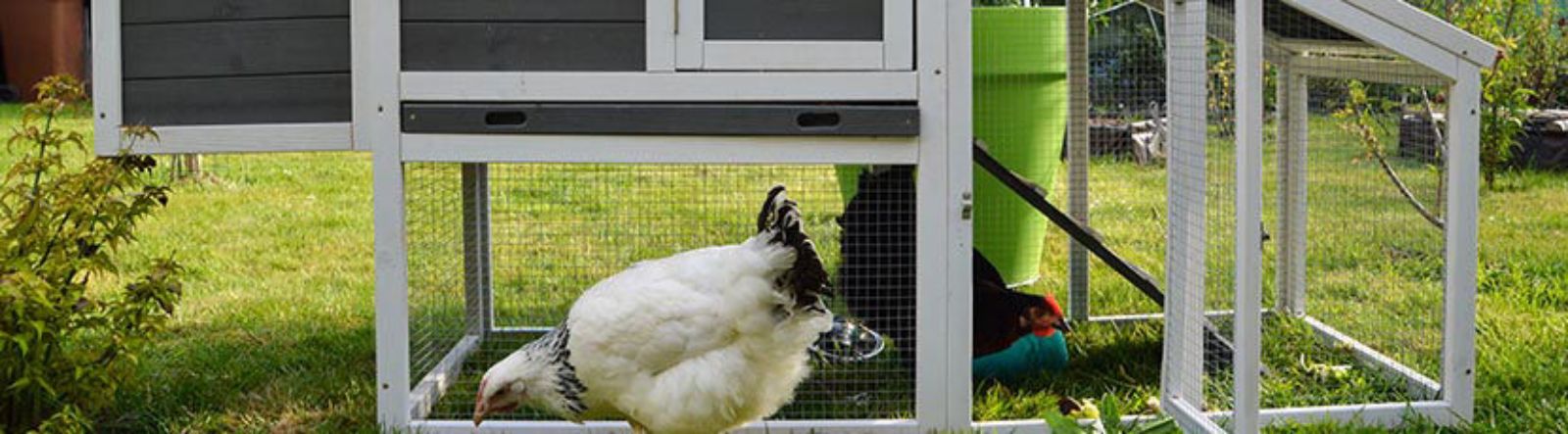 Élever ses poules - installer le poulailler